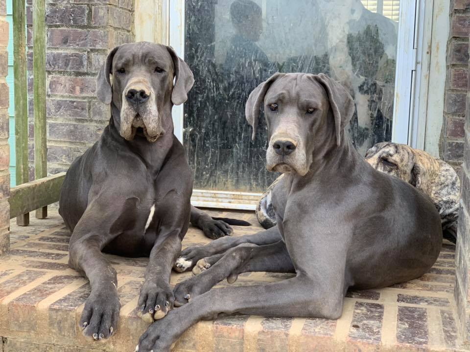 Country Acres Great Danes