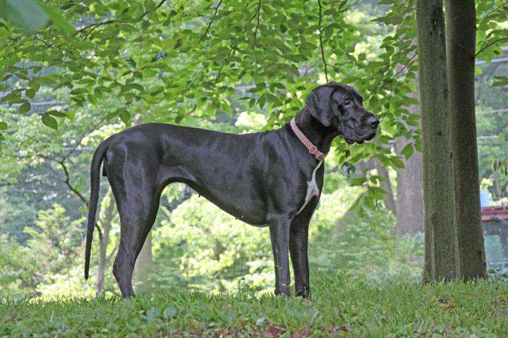 Great Danes of South Jersey