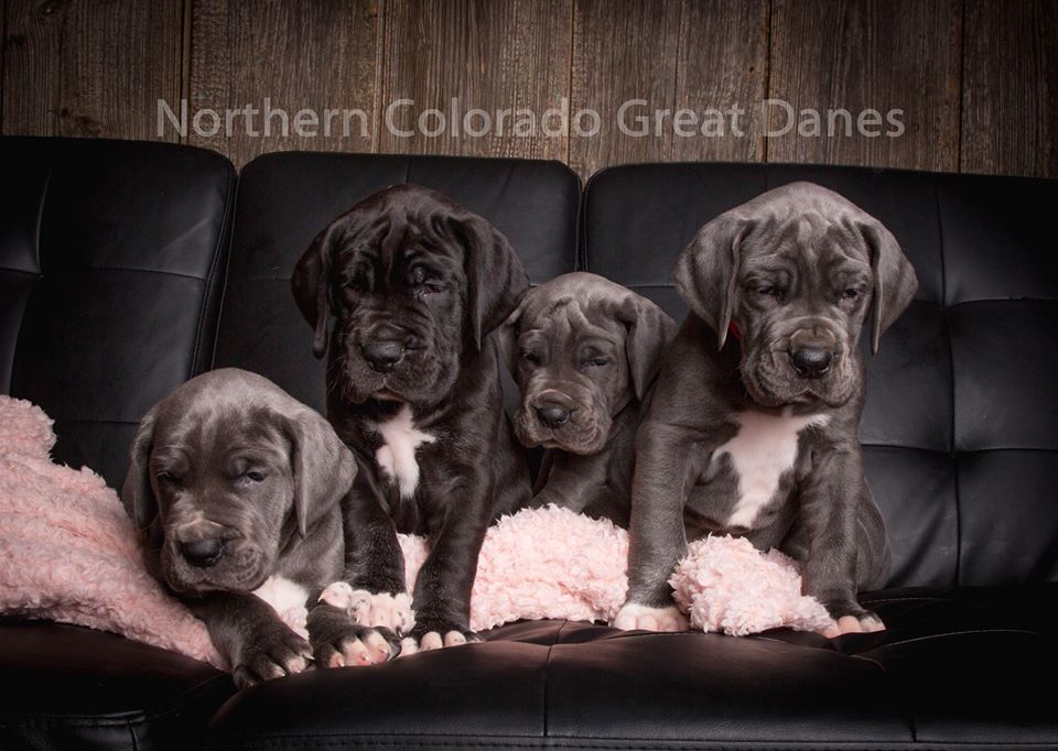 Northern Colorado Great Danes - Breeders, Colorado, USA - Great Dane Supply