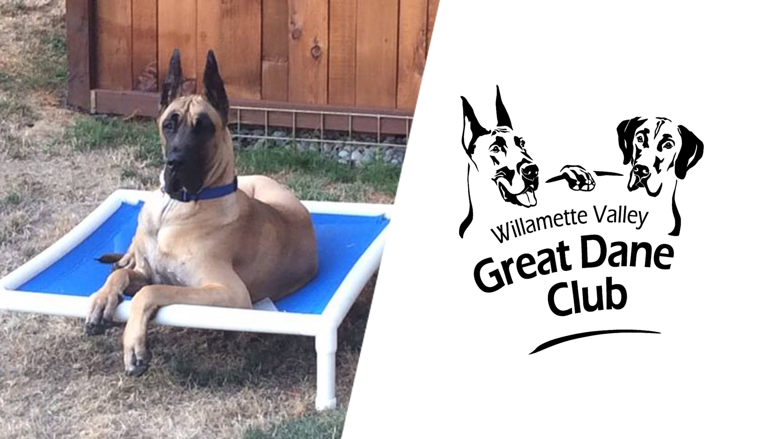 Willamette Valley Great Dane Club-1